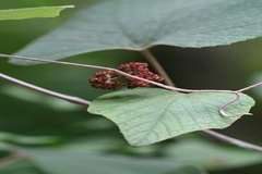 Ampelocissus latifolia